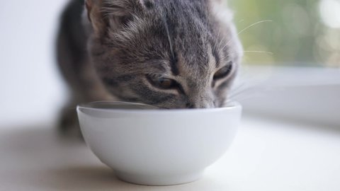 Tabby gray little kitten eats milk food from a white bowl on the windowsill near the window. Family caring animals