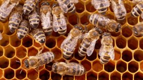 Family of busy bees working in hive during summer honey harvest. Sealing honeycomb with insects. Macro view, close-up. Beekeeping concept.
