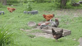 Four chickens are walking on the grass in the paddock.
Video footage of chickens.
