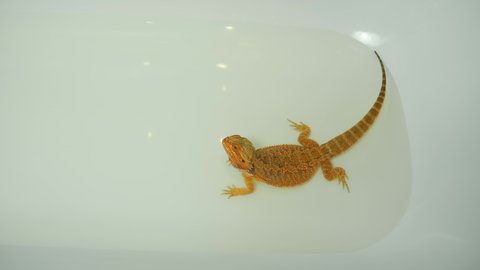 Baby bearded agama bathing in the bathroom in clear warm water, walking, closeup view. Exotic domestic animal, pet. The content of the lizard at home. Cute amazing animal from Australia.