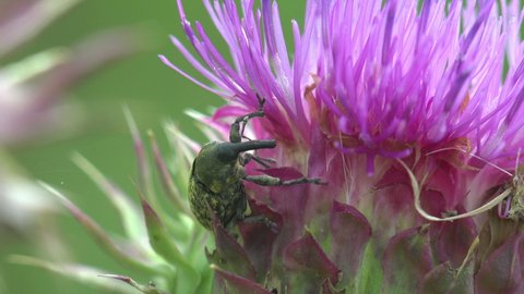 Rhubarb Weevil, Curculionidae, Lixus Concavus - Rhubarb Curculio creeps on purple bud Thistle. Macro view а insects in summer meadow