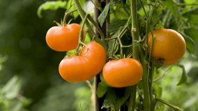 4k zoom in footage of Fresh organic orange tomatoes, ready to pick. Organic eco farming close up. Home grown ripe tomatoes on a plant.
