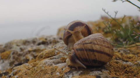 Two yellow snails on a stone