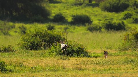 Wildlife scene of african cape fox encountering secretary bird. Wild wolf running near big bird, that intimidating foe by spreading wings and standing tall. Concept of wilderness, nature, safari.