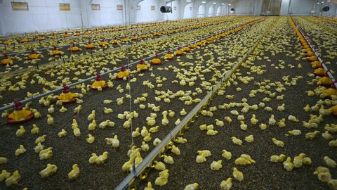 Baby chickens on big modern poultry farm. Many little chicks breeding on the farm. Intensive industrial breeding animal and agribusiness.