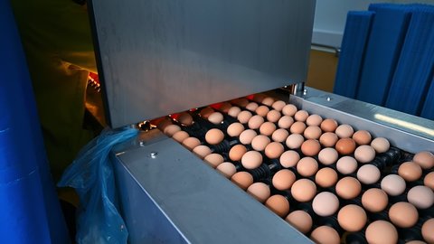 Egg production line in action on the chicken farm. Sorting eggs at factory conveyor. Eggs production inside poultry factory. Close-up.