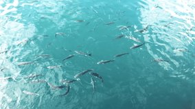 A lot of small fish swimming fast in the Mediterranean Sea. Video in 4K.