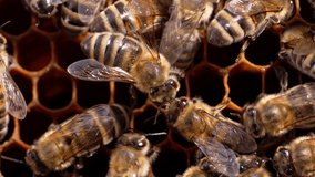 Production of honey in domestic bee apiary. Bees are working in hive. Symbol of hard work and organized teamwork. Close-up macro footage.