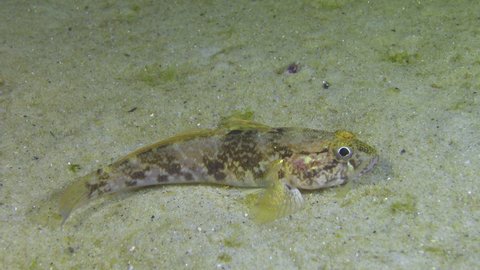 A small goby of an incomprehensible species at night on a sandy seabed, Black Sea