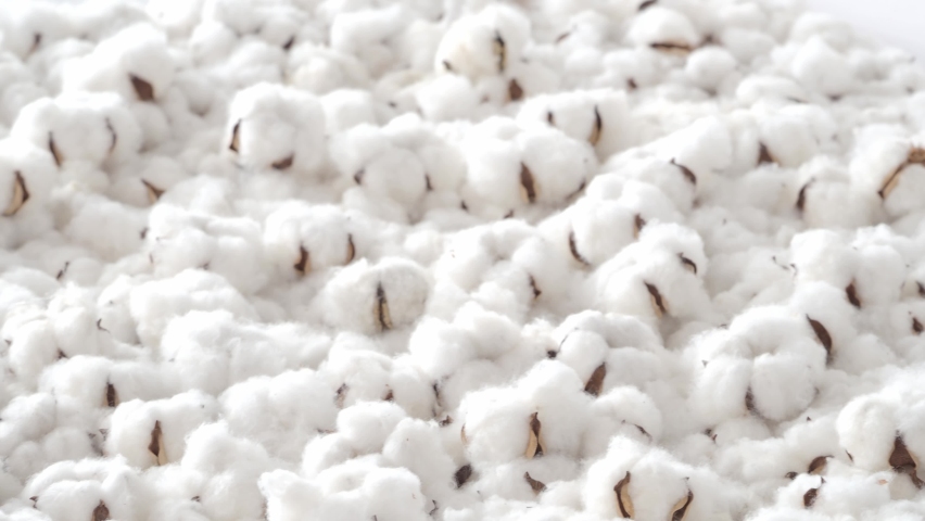 Cotton flowers bouncing. Organic white cotton flowers bounce up and down. Represent softness and freshness of real cotton. handheld footage. white colour cotton balls moving up down. Soft of nature. | Shutterstock HD Video #1078096265