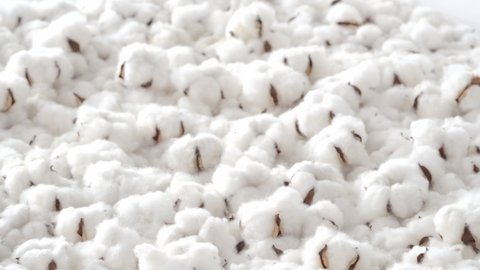 Cotton flowers bouncing. Organic white cotton flowers bounce up and down. Represent softness and freshness of real cotton. handheld footage. white colour cotton balls moving up down. Soft of nature.