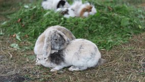 Two domestic rabbits run after each other. reproduction process close up 4k video