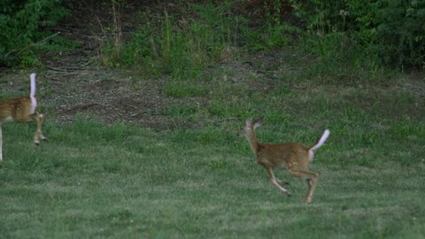 Slow motion of 2 young whitetail deer running.