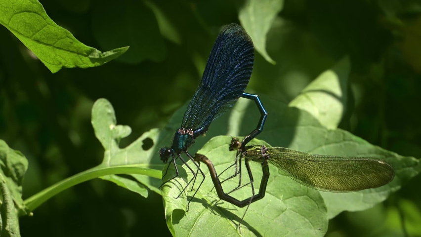 Dragonflies mating.  Two Dragonflies Banded demoiselle (Calopteryx splendens) on a green leaf.