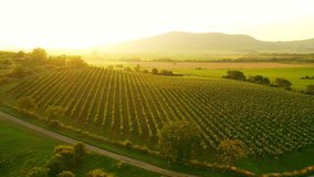 Aerial Drone Shot of Sunny Wineyard at Sunrise. - Powered by Shutterstock - Get 15% off with code: PIKWIZARD15