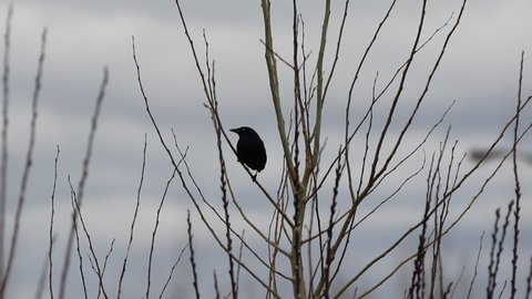 a Common Grackle on a tree branch