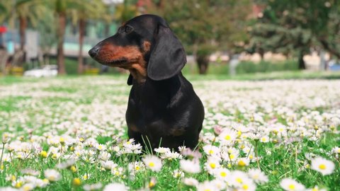 Curious young dachshund dog smells white blooming chamomile flowers on lawn in city garden ON nice spring day close view