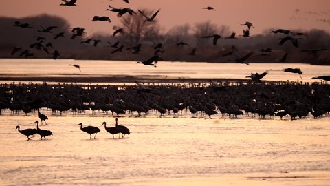 Sandhill Cranes Migrating along a River during the Setting Sun.