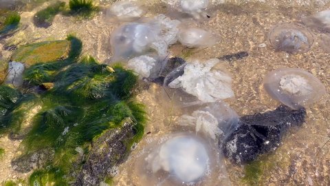 Environmental pollution. Jellyfish on the seashore close-up.