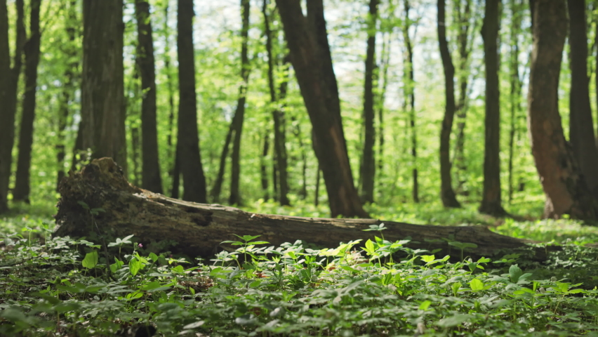 A cyclist is riding along a forest path. He is going around a fallen tree. Training on an MTB bike. 4K