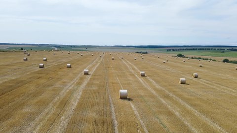 Rolls of golden haystacks on the farm field. Harvesting wheat in summer