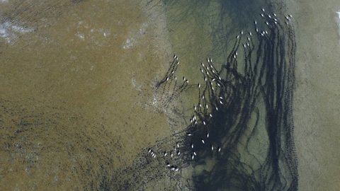 Aerial view of a large flock of birds on the lake in its natural habitat. Anthropoides virgo, demoiselle crane. Top view. Taken with a drone.
