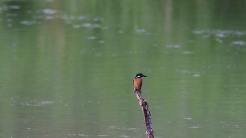Bird common kingfisher Alcedo atthis perched on a branch against the background of water.