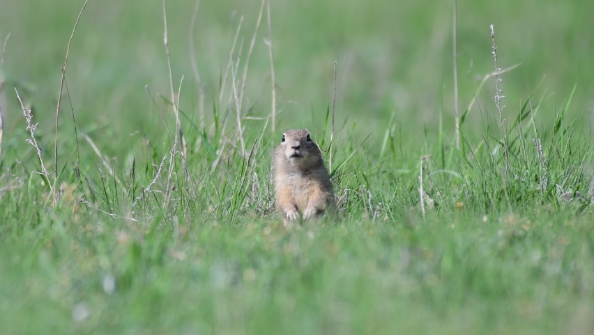 Ground squirrel Spermophilus pygmaeus standing in the grass. Close up.