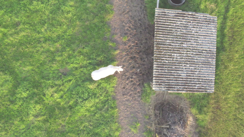 Top-down drone view of a cow beside a field shelter in a meadow, Kempen