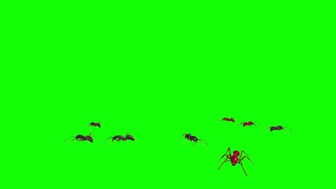 Ants Walking on Green Screen