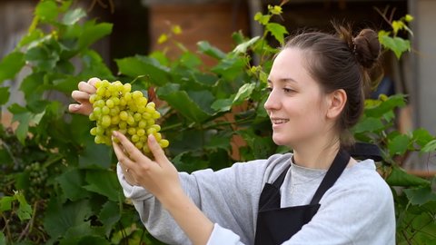 Young woman farmer holding freshly harvested green grapes in vineyard