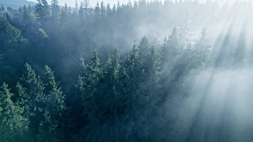 Summer foggy forest. Mist, sunrays and green trees. Magical sunlight in the forest between branches of trees | Shutterstock HD Video #1078125671