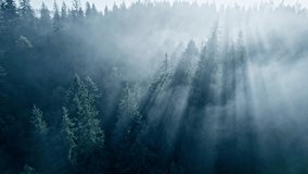 Summer foggy forest. Mist, sunrays and green trees. Magical sunlight in the forest between branches of trees - Powered by Shutterstock - Get 15% off with code: PIKWIZARD15