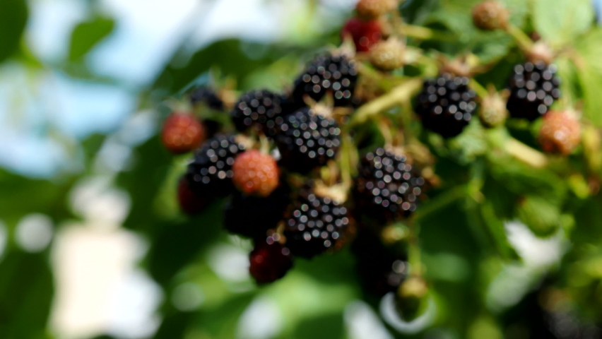 Natural fresh blackberries in garden in 4K VIDEO. Bunch of ripe blackberry fruit - Rubus fruticosus - on branch of plant with green leaves on farm. Organic farming, healthy food, BIO viands. Royalty-Free Stock Footage #1078128773