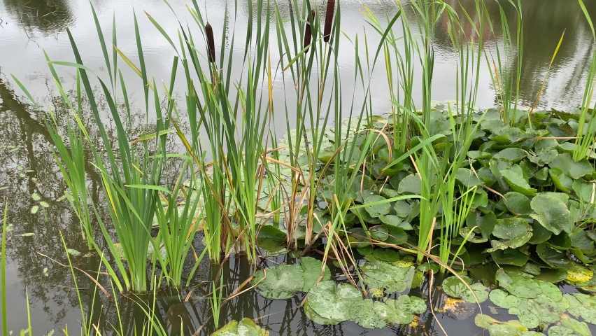 Velvet  bulrush reeds blowing gently on the river edge 
