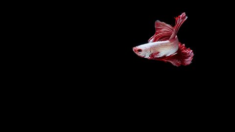 red color Siamese fighting fish (betta fish) with beautiful swimming in slow motion on black background