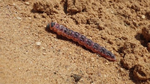 The caterpillar is crawling on the sand. Caterpillar close-up.
