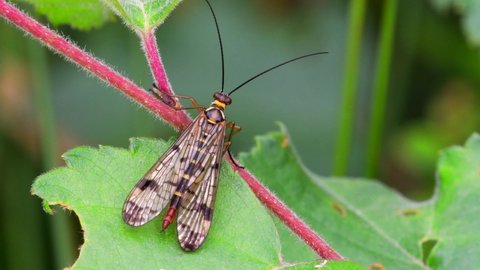 Scorpion Fly, Panorpa communis on the leaf