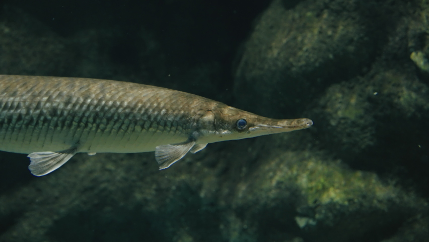View Of Spotted Gar At Sendai Umino-Mori Aquarium In Japan - close up