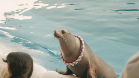 japanese sea lion