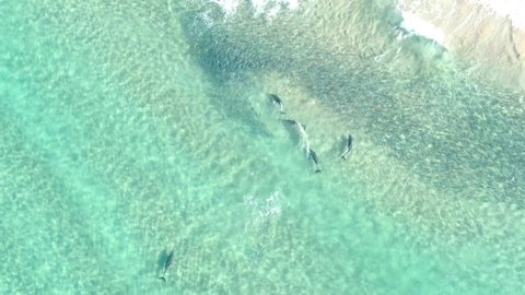 Group of five dolphins swim under surface of blue water. Spinner Dolphin aerial shot. The animals come to the reefs to rest during the day and sleep while swimming.A group of five bottlenose dolphins