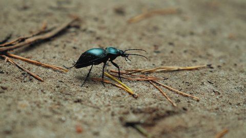 
Giant Dark Green Black Beetle Bug Walking with Persistence on Sand and Withered Tree Needles in Forest