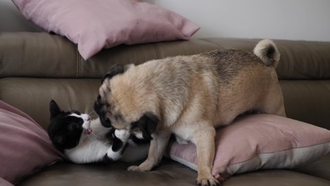 Kitten vs Pug on the sofa