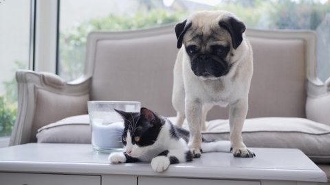 Friendly interaction between a cat and a pug
