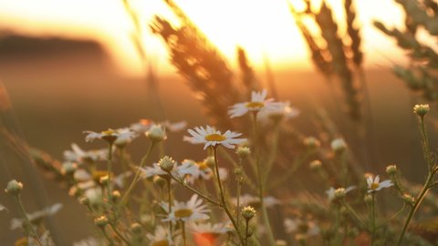 Blooming Wild Flower Matricaria Chamomilla, Matricaria Recutita, Chamomile. Commonly Known As Italian Camomilla, German Chamomile, Hungarian Chamomile, Wild Chamomile In Wheat Field At Sunset. Summer