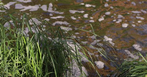Carex flacca. Variegatus. Carex pendula. Creek. The stream flows. 
