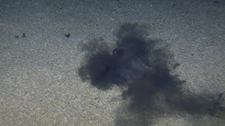 Underwater Scene: Common cuttlefish (Sepia officinalis) emerges from a cloud of ink, then buries itself in sandy ground. Royalty-Free Stock Footage #1078143659