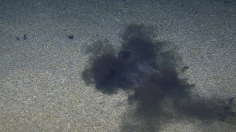 Underwater Scene: Common cuttlefish (Sepia officinalis) emerges from a cloud of ink, then buries itself in sandy ground.