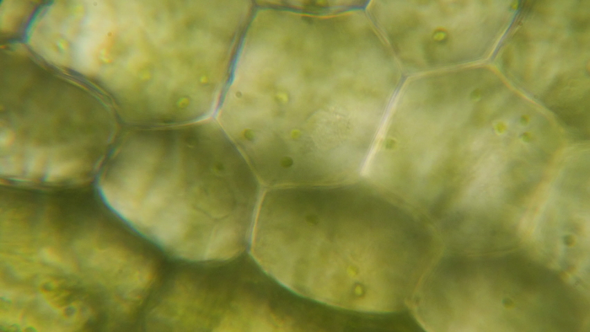 Chloroplast under a microscope. Cell division. Cell structure. Cell division. View of leaf surface showing plant cells under microscope. Virus infection. Green plant cells under microscope. GMO. DNA. | Shutterstock HD Video #1078147277