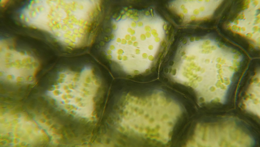 Chloroplast under a microscope. Cell division. Cell structure. Cell division. View of leaf surface showing plant cells under microscope. Virus infection. Green plant cells under microscope. GMO. DNA. Royalty-Free Stock Footage #1078147277